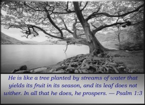 where-are-you-planted